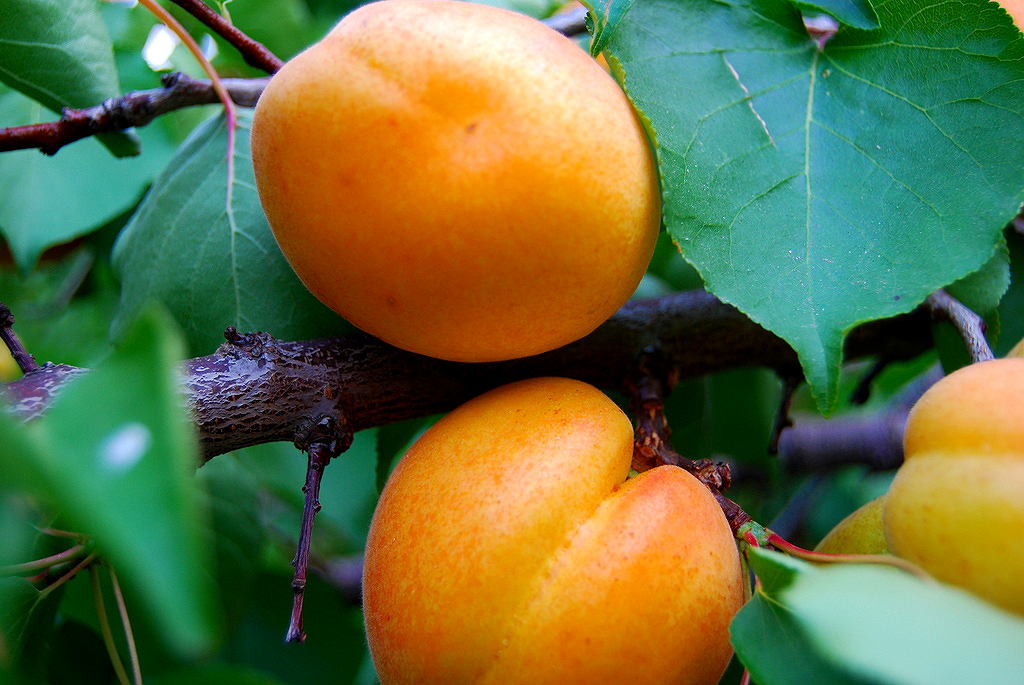 Organic Apricots